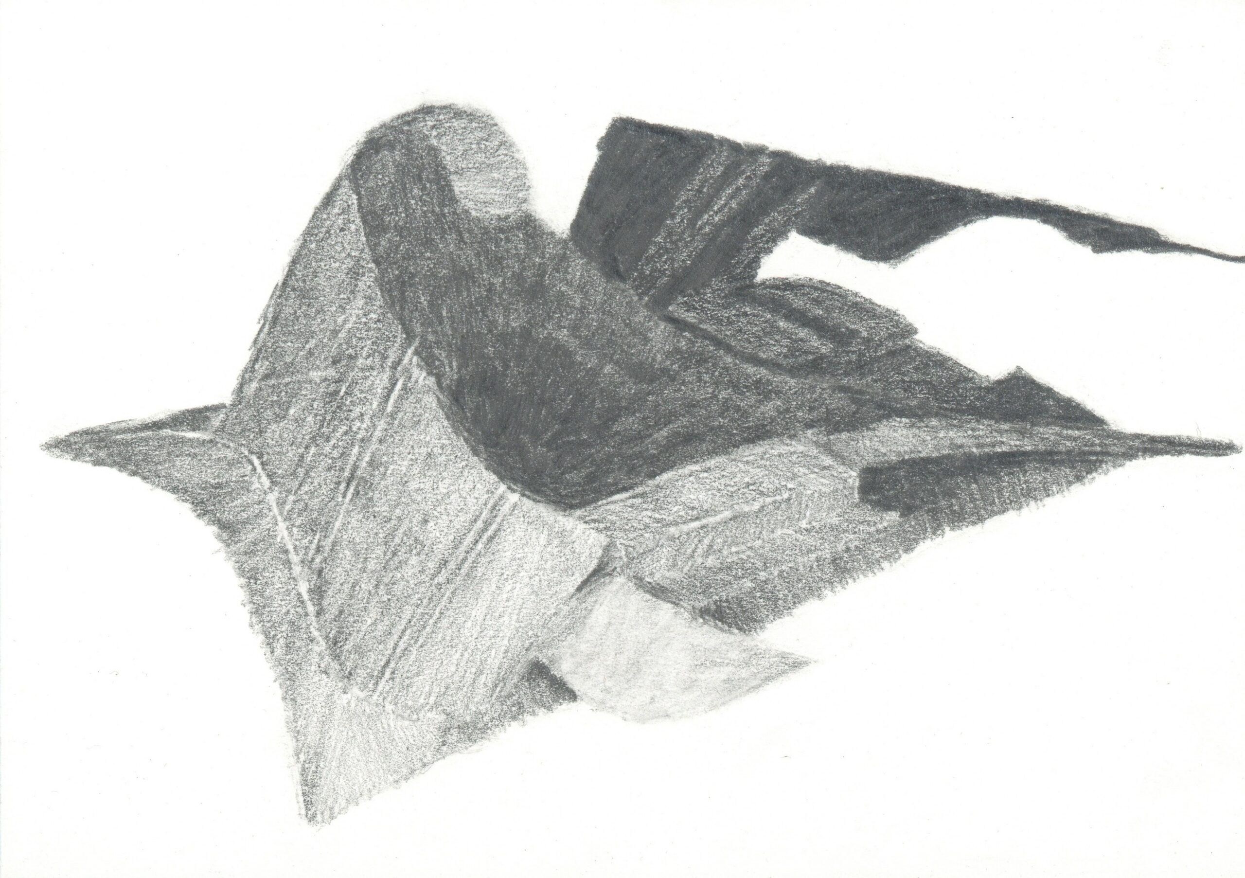 Hangar-1-Dove.-Laurence-Tidy.-2026.-Pencil-on-card.-21-x-14.8-cm